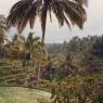 <p>les rizières de Bali</p>